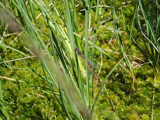 Nymphe au corps de feu  - Cécile Magnus