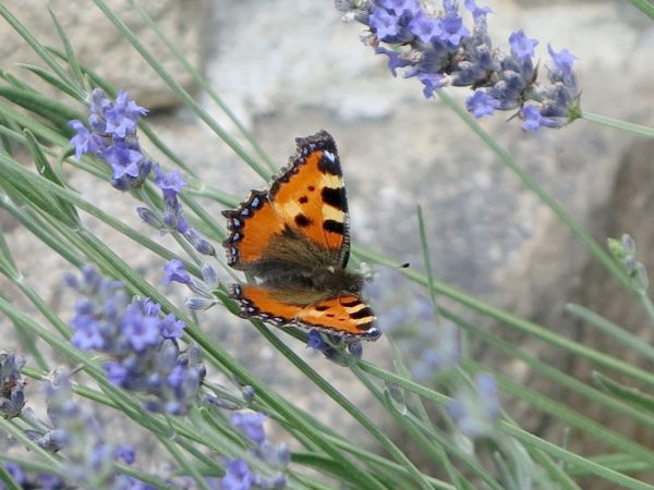 Petite Tortue  - Josy Mathieu