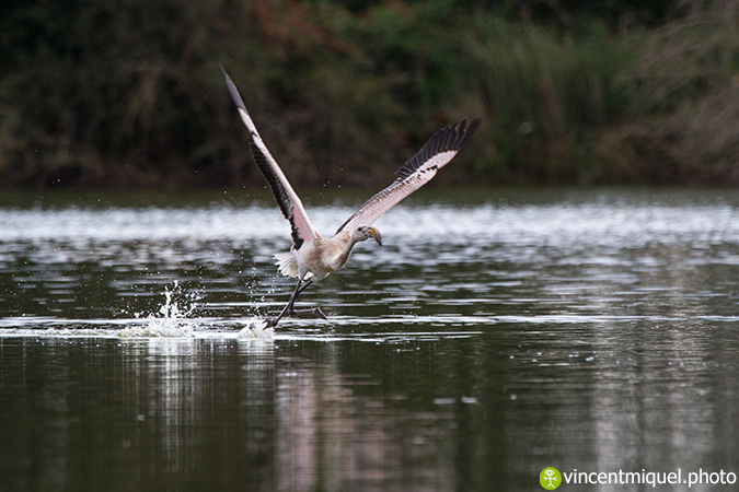 Flamant rose  - Vincent Miquel