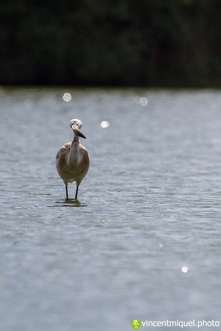 Flamant rose  - Vincent Miquel