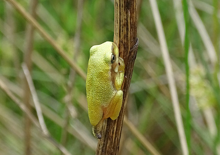 Rainette verte  - Hervé Laydier