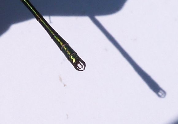 Robust Spreadwing  - Sylvain Lethuillier