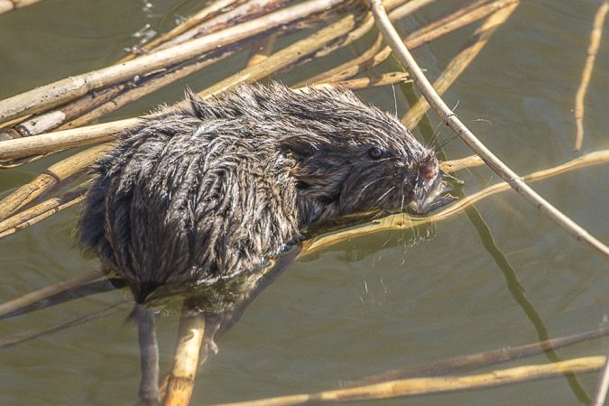Campagnol terrestre forme aquatique - Alain Beylet