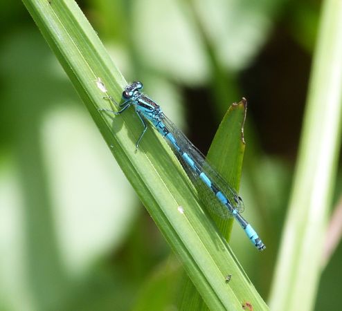Agrion de Mercure  - Sylvain Lethuillier