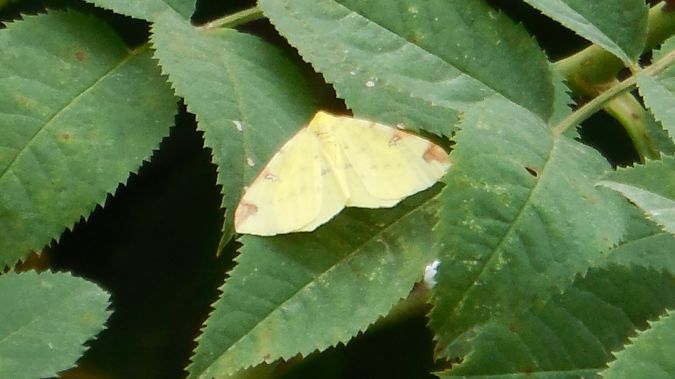 Citronelle rouillée  - Danièle Semenjuk