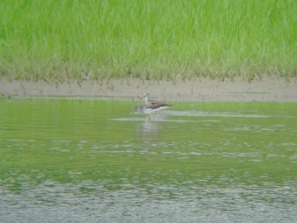 Chevalier aboyeur  - Alain Lehalle