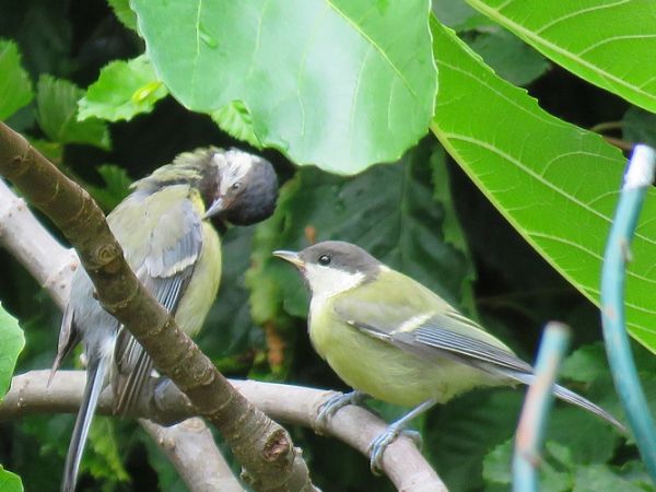 Mésange charbonnière  - Nathalie et Marc Aubertin