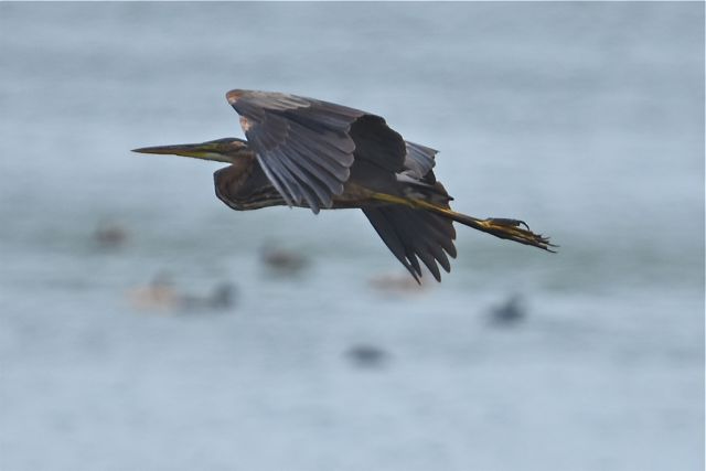 Purple Heron  - François-Michel Huguet
