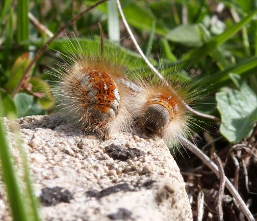 Malacosoma castrensis  - Sylvain Lethuillier