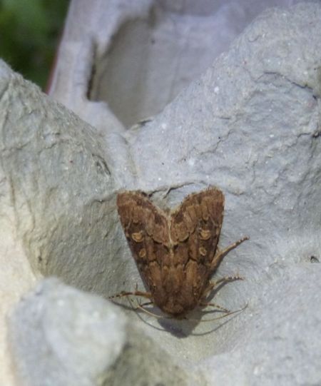 Luperina testacea  - Sylvain Lethuillier