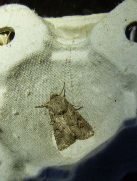 Luperina testacea  - Sylvain Lethuillier