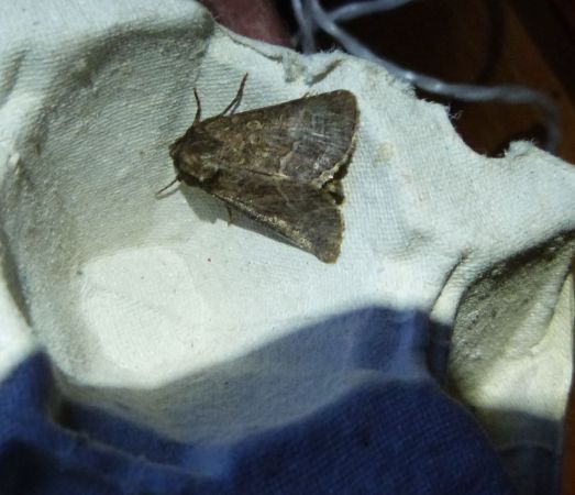 Noctuelle cythérée  - Sylvain Lethuillier