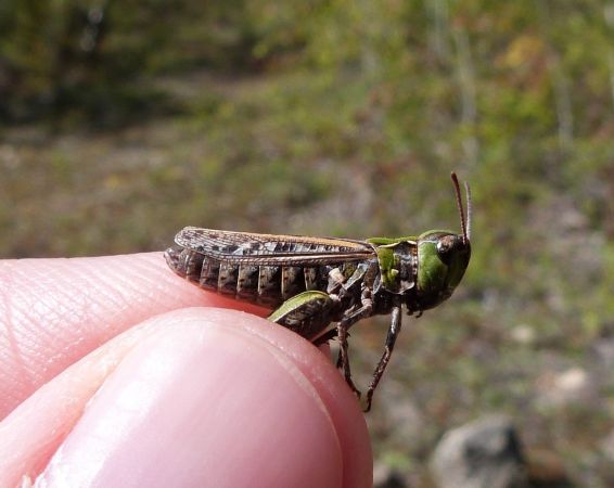 Mottled Grasshopper  - Sylvain Lethuillier