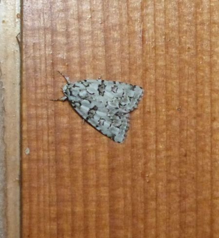 Nyctobrya muralis  - Sylvain Lethuillier