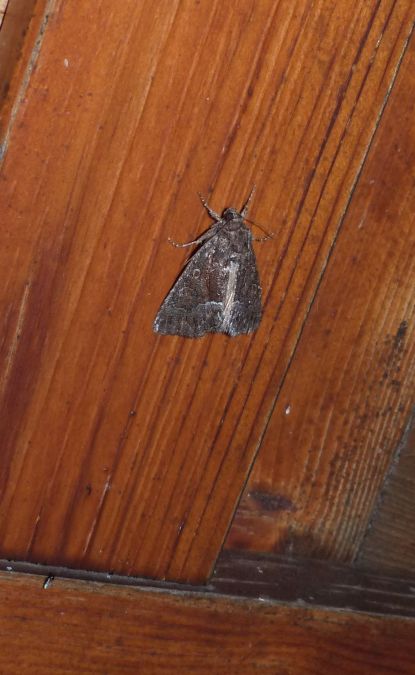 Noctuelle cythérée  - Sylvain Lethuillier