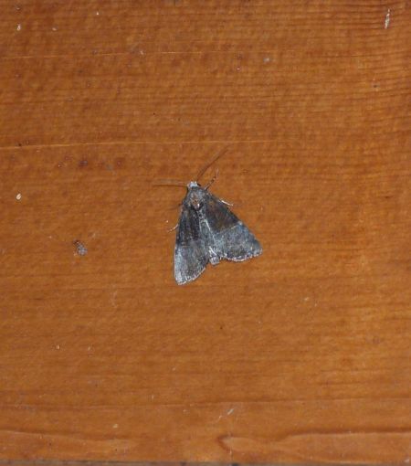 Mesoligia furuncula  - Sylvain Lethuillier