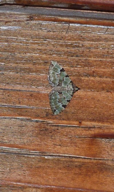 Colostygia pectinataria  - Sylvain Lethuillier