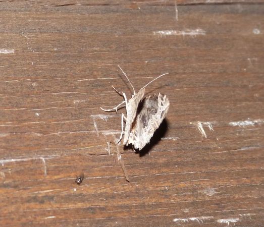 Ecliptopera silaceata  - Sylvain Lethuillier