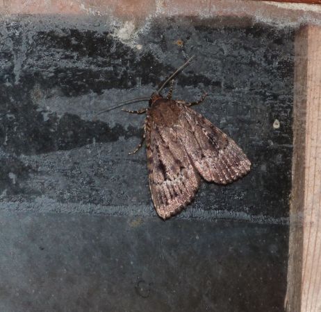 Amphipyra berbera  - Sylvain Lethuillier
