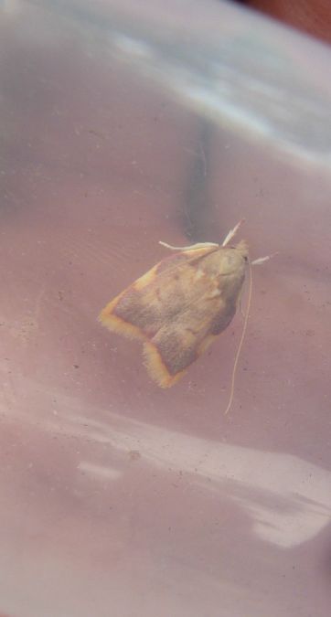 Carcina quercana  - Sylvain Lethuillier