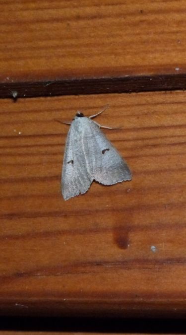 Lygephila pastinum  - Sylvain Lethuillier