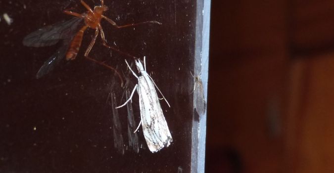 Catoptria falsella  - Sylvain Lethuillier