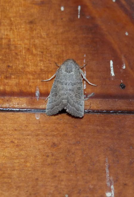 Hoplodrina blanda  - Sylvain Lethuillier