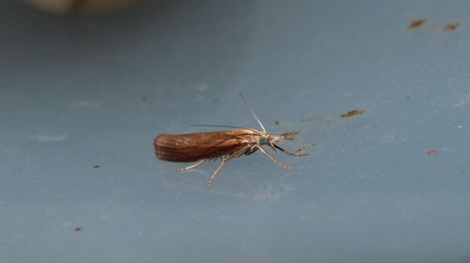Crambus des tiges  - Sylvain Lethuillier