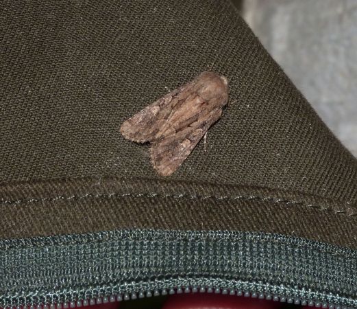 Luperina testacea  - Sylvain Lethuillier