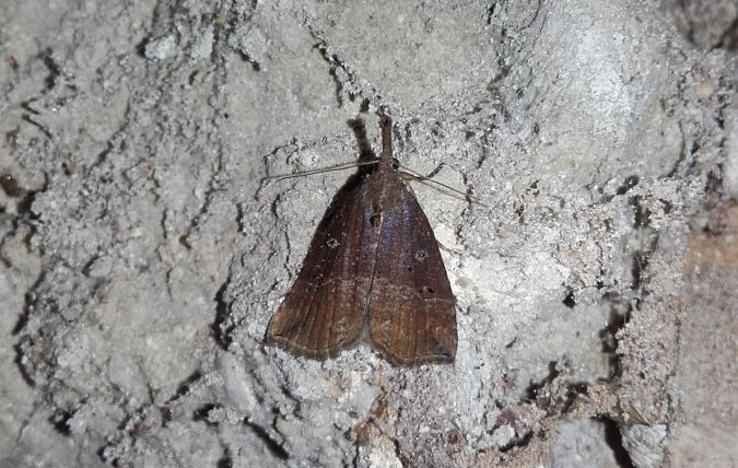 Hypena rostralis  - Sylvain Lethuillier