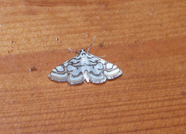 Nymphula nitidulata  - Sylvain Lethuillier