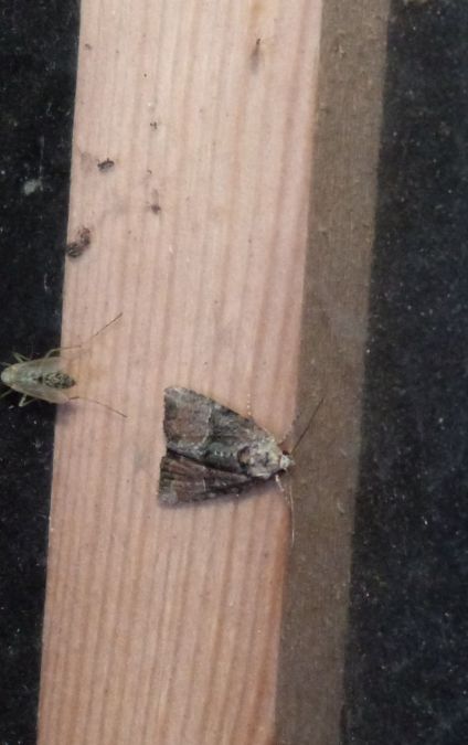 Mesoligia furuncula  - Sylvain Lethuillier