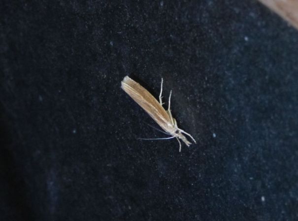 Crambus des tiges  - Sylvain Lethuillier