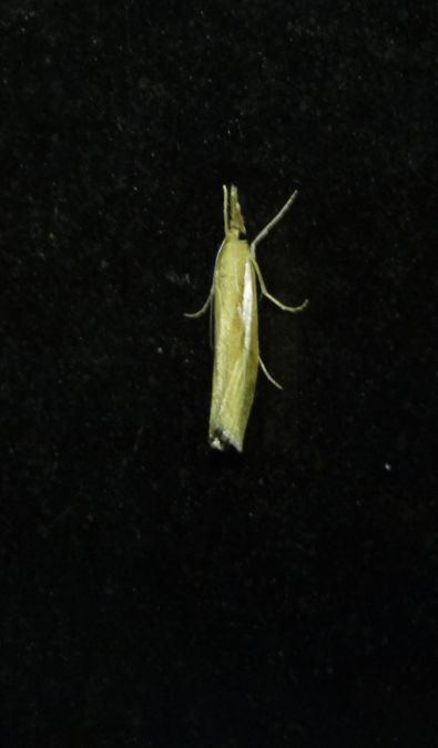 Crambus des tiges  - Sylvain Lethuillier