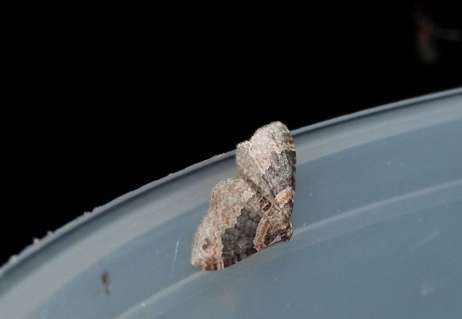 Xanthorhoe ferrugata  - Sylvain Lethuillier