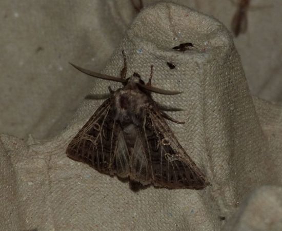 Tholera decimalis  - Sylvain Lethuillier