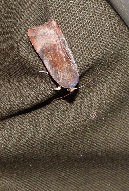 Noctua fimbriata  - Sylvain Lethuillier