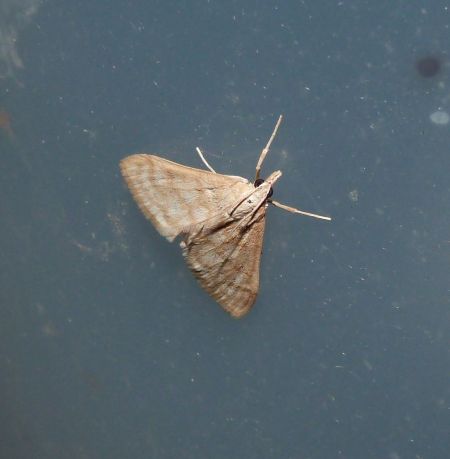 Sitochroa verticalis  - Sylvain Lethuillier