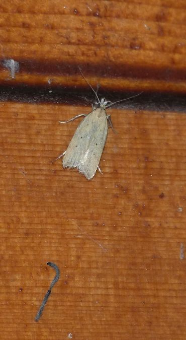 Calamotropha paludella  - Sylvain Lethuillier