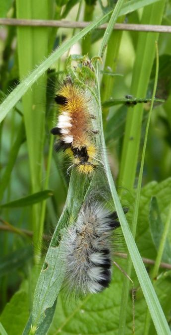 Bombyx porte-brosses  - Sylvain Lethuillier