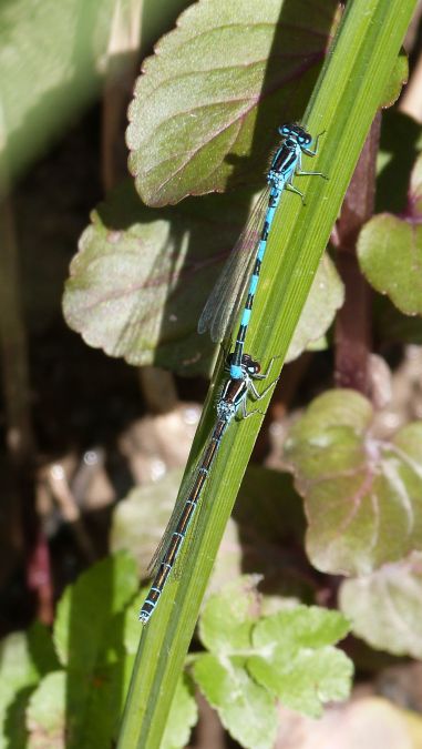 Agrion de Mercure  - Sylvain Lethuillier