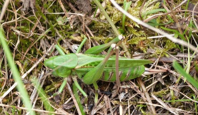 Dectique verrucivore  - Sylvain Lethuillier