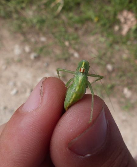 Méconème fragile  - Sylvain Lethuillier