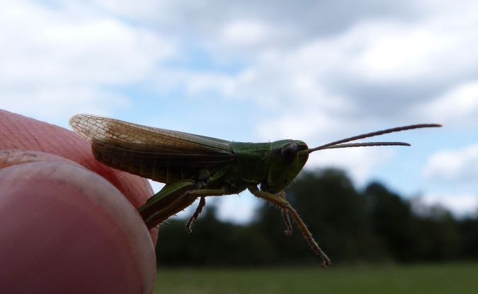 Pseudochorthippus montanus  - Sylvain Lethuillier