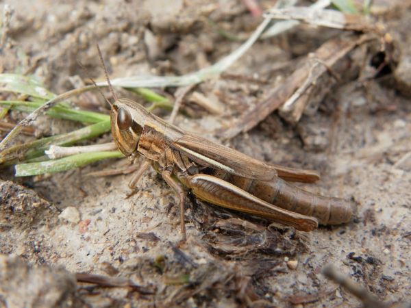 Criquet des bromes 