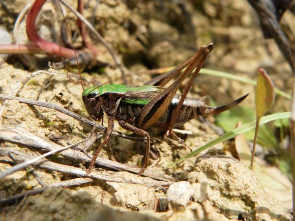 Decticelle des bruyères 