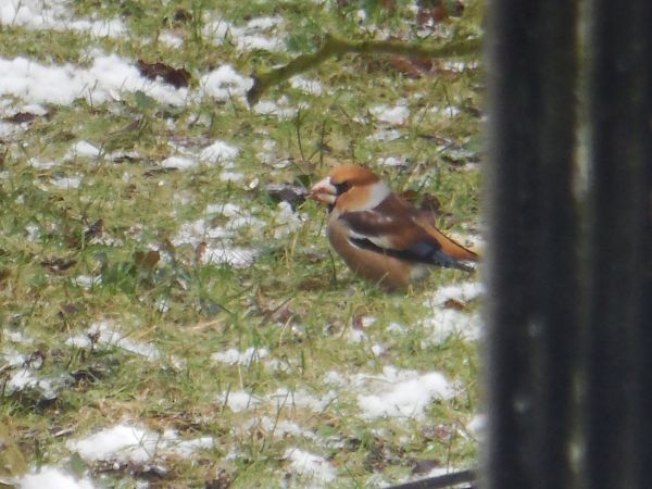 Hawfinch  - Danièle Semenjuk