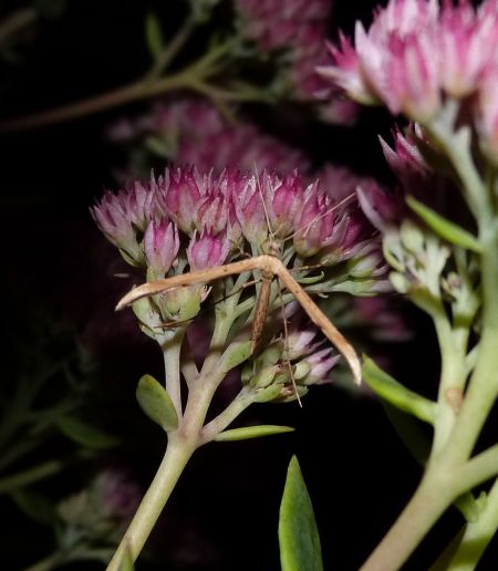Emmelina monodactyla  - Sylvain Lethuillier