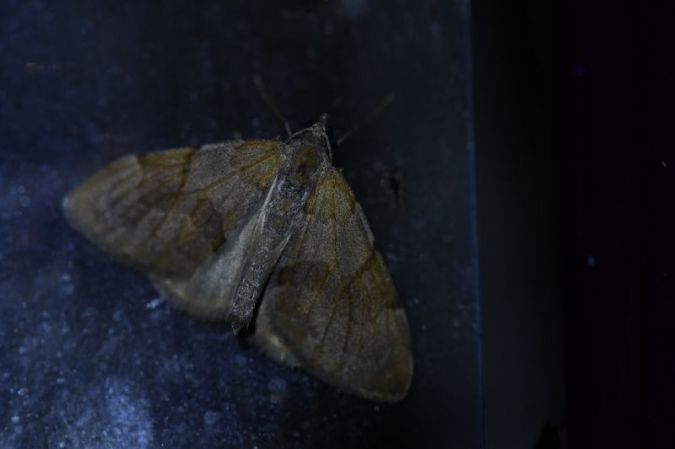 Pennithera firmata  - Sylvain Lethuillier