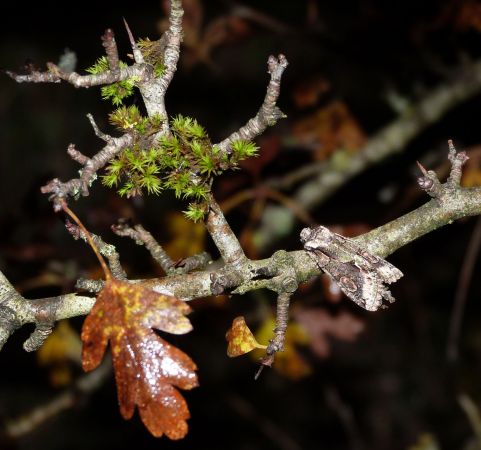 Allophyes oxyacanthae  - Sylvain Lethuillier